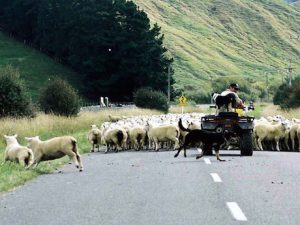 New Zealand